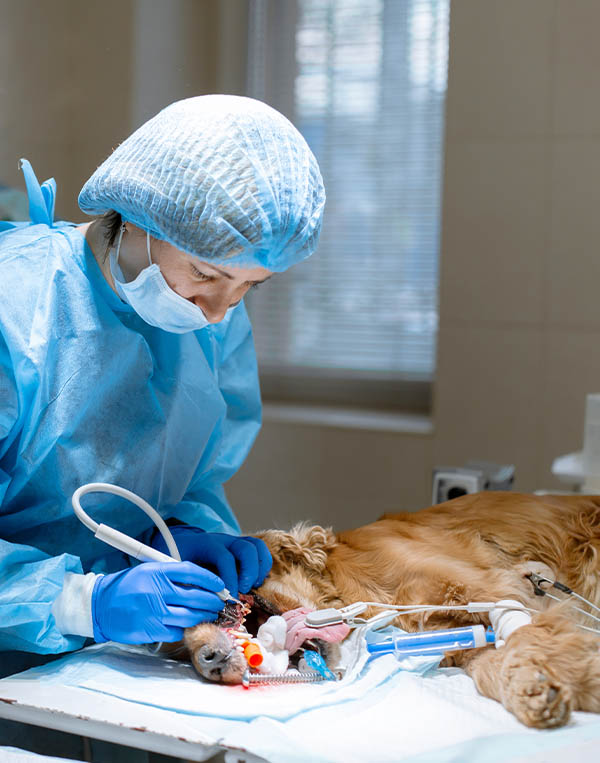 ACTIVE EDUCATION MEDICAL SECTOR VETERINARY LASERTHERAPY